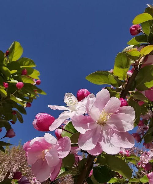 海棠， 乐山的香韵之花