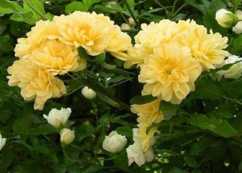 施肥：缘罗花的营养补给