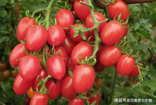 圣女果生长期间如何科学施肥以提高产量和品质