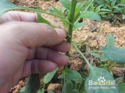 辣椒种植如何通过科学方法和技术提高产量