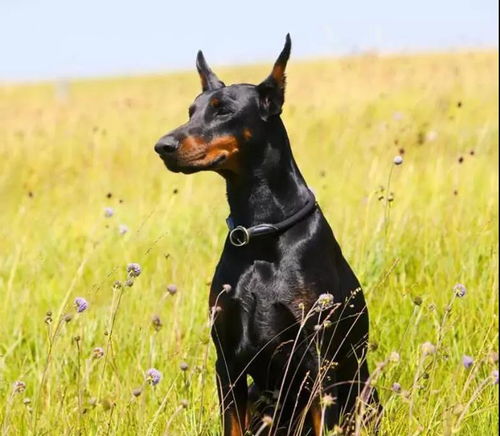 杜宾犬，原为德国猎犬
