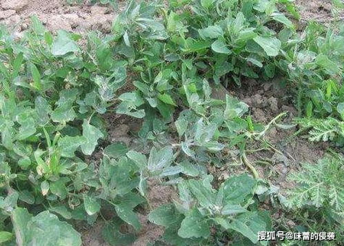 五月种满太阳的菜叫什么？