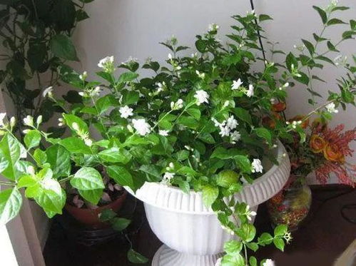 适宜种植的地方， 培育花海不是梦