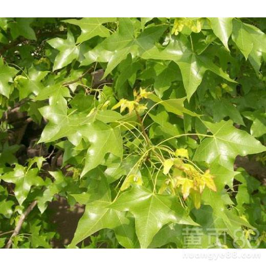 栽植时机， 因地制宜