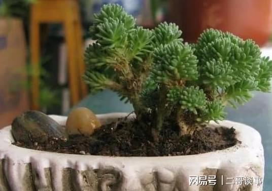 盆栽肥料下太多怎么办？如何避免植物受损