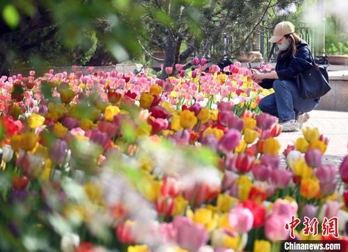 郁金香开花时间知多少？石家庄植物园赏花攻略何时开启