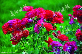 月季树， 四季常青，花开不断