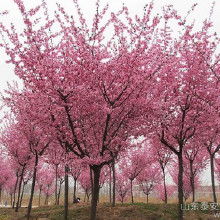 樱花树苗的价格之谜