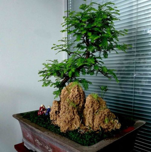 阳光与水分的平衡