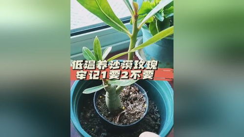 原因二：冬天低温