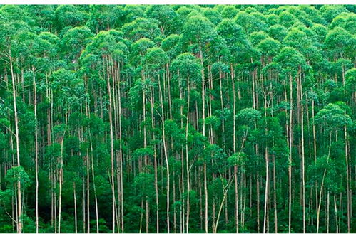 寻找那不让树木生长的神奇农药