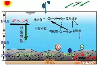 有机磷农药的水体循环之谜