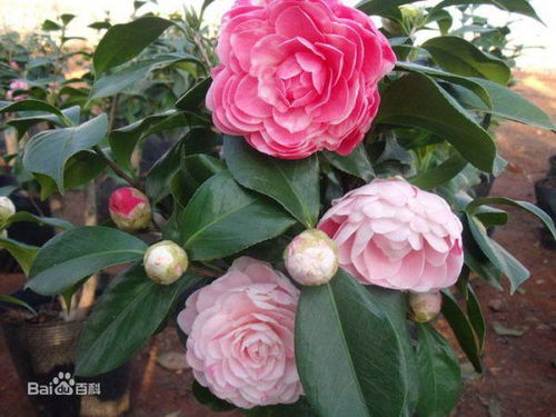 月季的繁衍，有性还是无性？