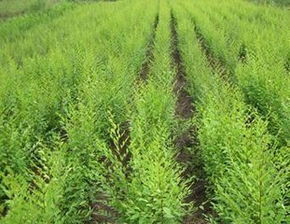 榆树根繁殖，秘籍在此！