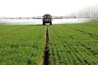 娃娃菜种植前除草剂的选择攻略