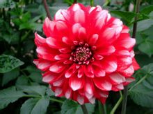世界十大稀有花卉有哪些？能否提供稀有花卉图片及名称？