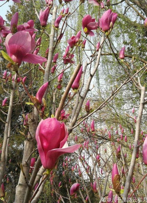 真实案例：南京长江路的矾根