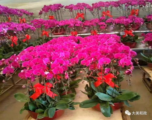 “15种香花一房摆，满室芬芳爆款花卉”