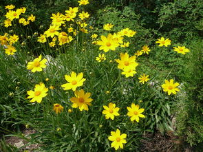 夏日的舞者——金鸡菊