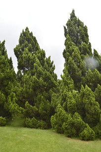 圆柏：绿化环境的守护者