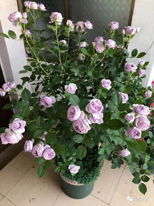 市场中的蓝色月季：真假难辨