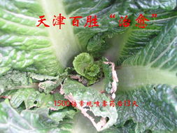 防治白菜软腐病的药剂选择