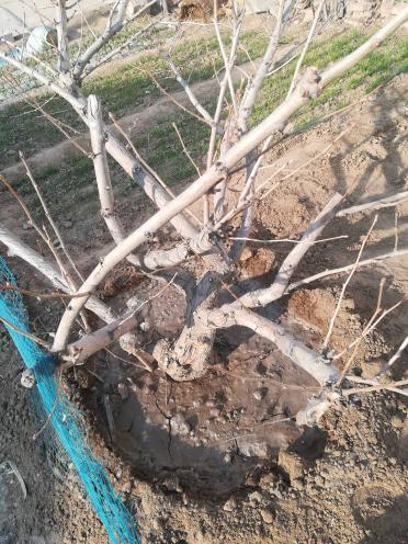 直径与价值的关联