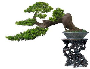 造型盆景罗汉松，地径3公分，价格揭秘！