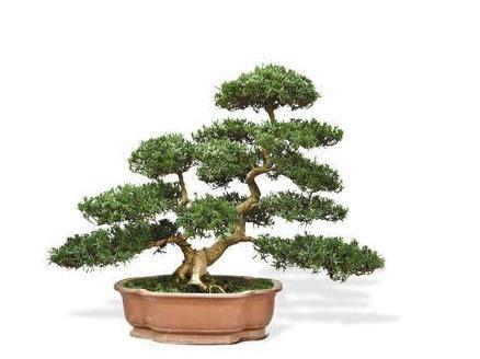 雀舌罗汉松种植技巧：打造绿色家园必备攻略
