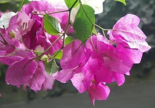 “这张三角梅图片上的花色这么美，请问这种三角梅的养殖方法有哪些