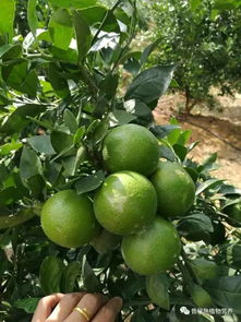 第二次吸钙高峰期