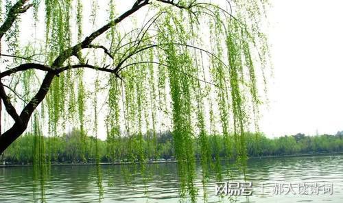 一、 碧玉般的柳树，万条垂下绿丝绦的谜团