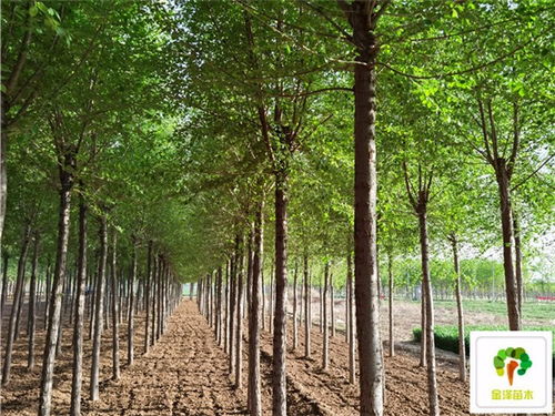 榆树的价格不一