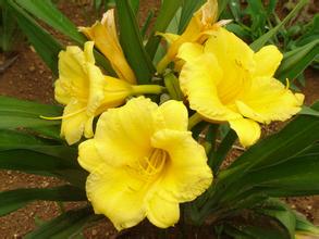 分株繁殖有讲究