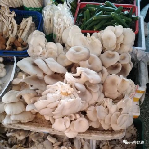 蔬菜果树种类这么多， 堪你想要种啥啦