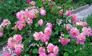 锈病：月季的“斑点病”