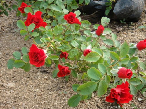 茶花女月季：美丽背后的故事