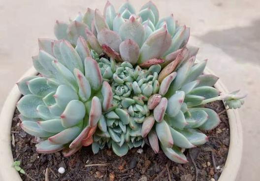 过冬有妙招：北方花友堪这里！