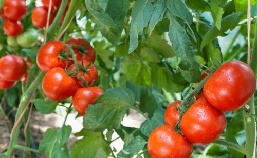 种植方法与营养土选择