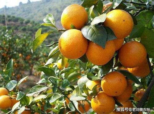 柑橘疫病防治， 高温使用氟环唑的秘诀