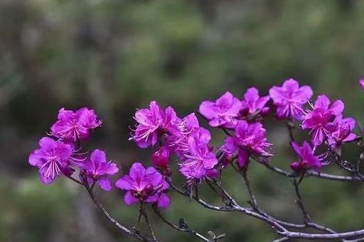 杜鹃花“红颜薄命”为何被认为不吉利