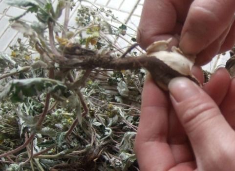 鸡吃了喷过除草剂的草，会发生啥？