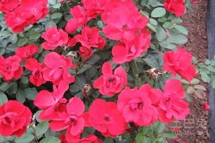 大花月季的价格之谜