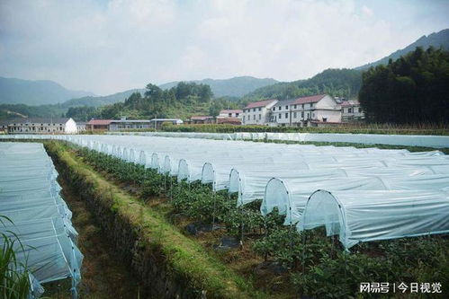 蔬菜价格小贴士：