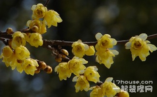 青色腊梅花的药用价值