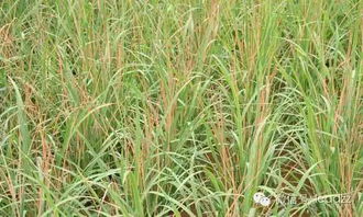 不同除草剂的残留期