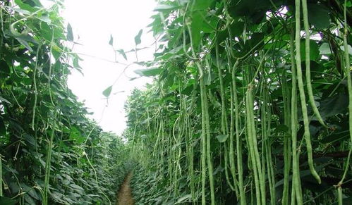 豆角长得好好，咋个防治病虫害哦？农药哪个用得好？