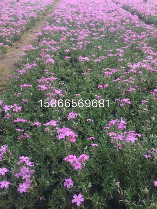 芝樱：低矮花海中的小清新