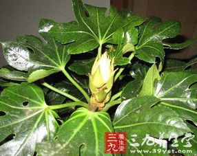 九里香春季养护需要注意哪些技巧？如何进行全解析栽培