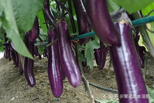 杀菌剂的选择和使用